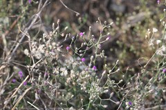 Vernonia cinerea